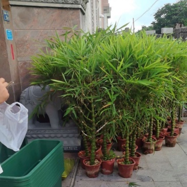 葫芦佛肚竹30块/棵基地价
