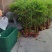 葫芦佛肚竹30块/棵基地价