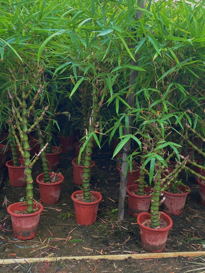 葫芦佛肚竹30块/棵基地价