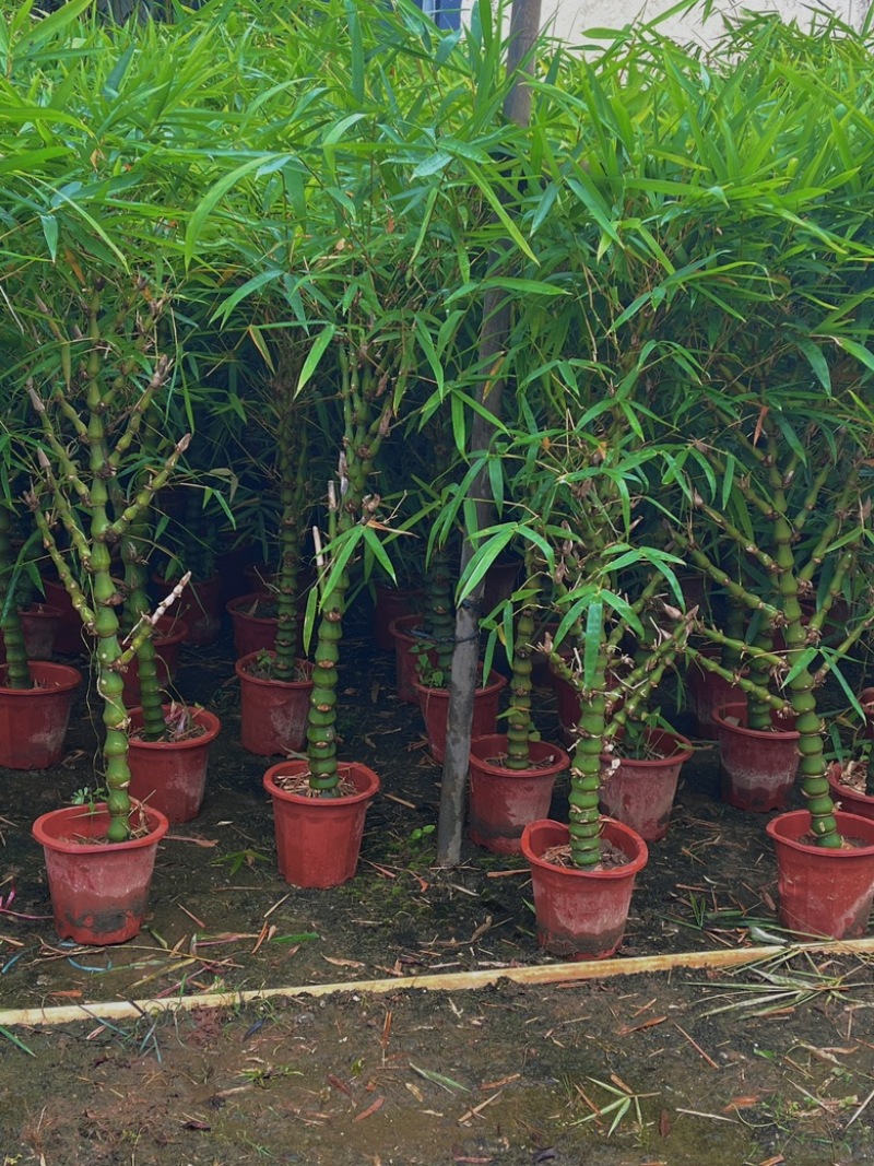 葫芦佛肚竹30块/棵基地价