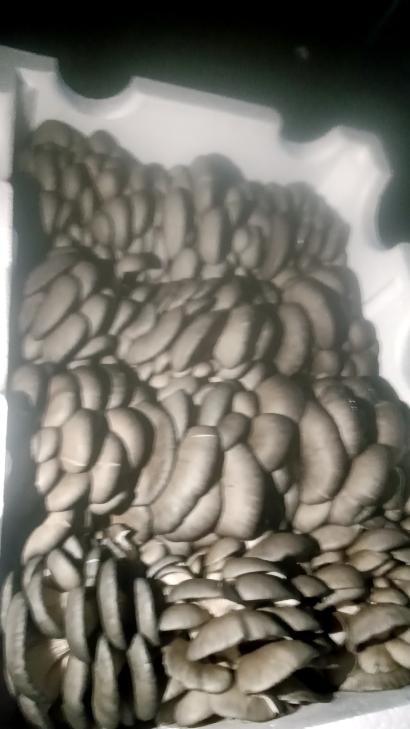 甘肃天祝平菇肉厚颜色正点