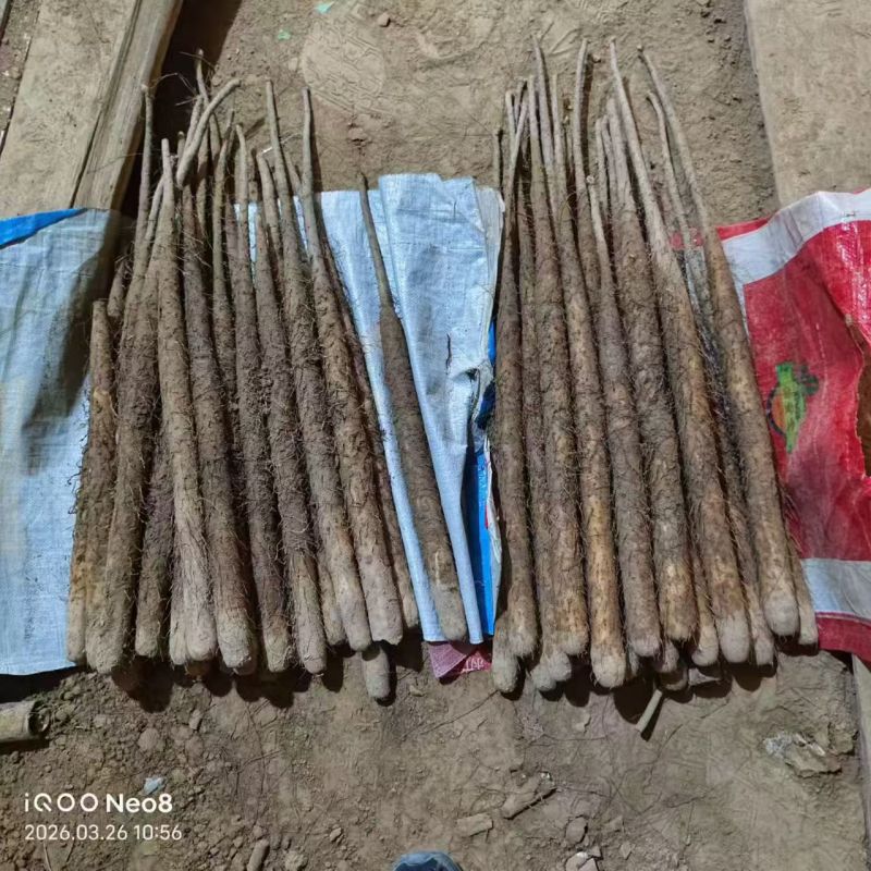 铁棍山药