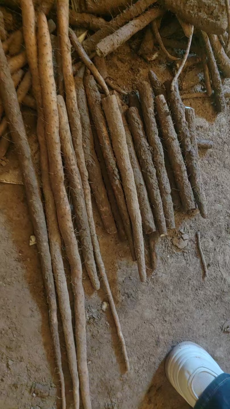 铁棍山药