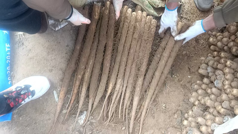 铁棍山药