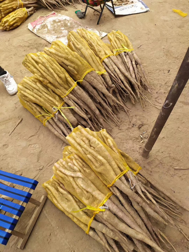 铁棍山药