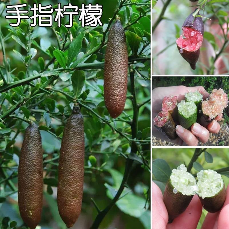 手指柠檬苗水果鱼子酱澳洲指橙树苗四季手指柠檬盆栽地栽庭院