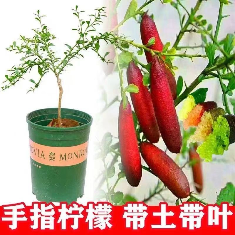 手指柠檬苗水果鱼子酱澳洲指橙树苗四季手指柠檬盆栽地栽庭院