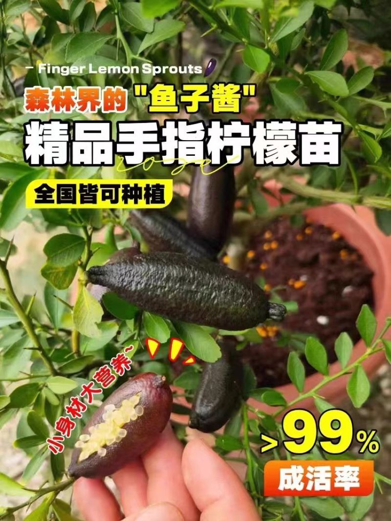 手指柠檬苗水果鱼子酱澳洲指橙树苗四季手指柠檬盆栽地栽庭院