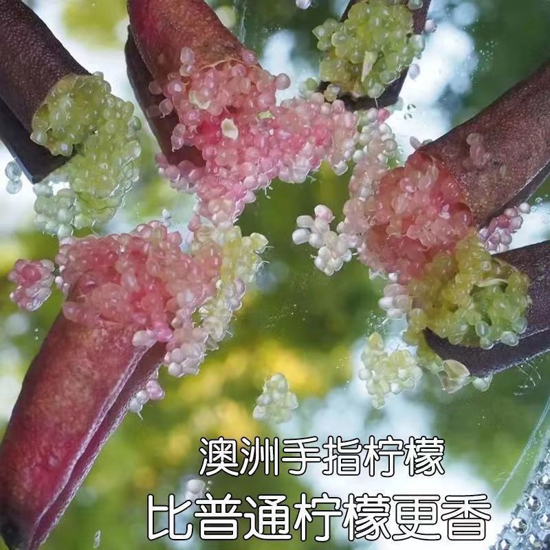 手指柠檬苗水果鱼子酱澳洲指橙树苗四季手指柠檬盆栽地栽庭院