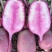 甜芯冰激凌水果萝卜种子甜脆可生吃水果萝卜种子春夏秋播四季