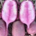 甜芯冰激凌水果萝卜种子甜脆可生吃水果萝卜种子春夏秋播四季