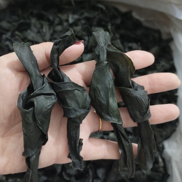 霞浦海带结，量大可聊