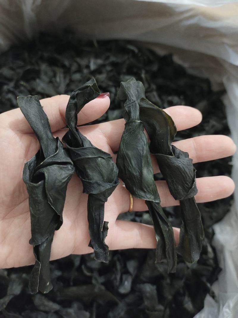 霞浦海带结，量大可聊