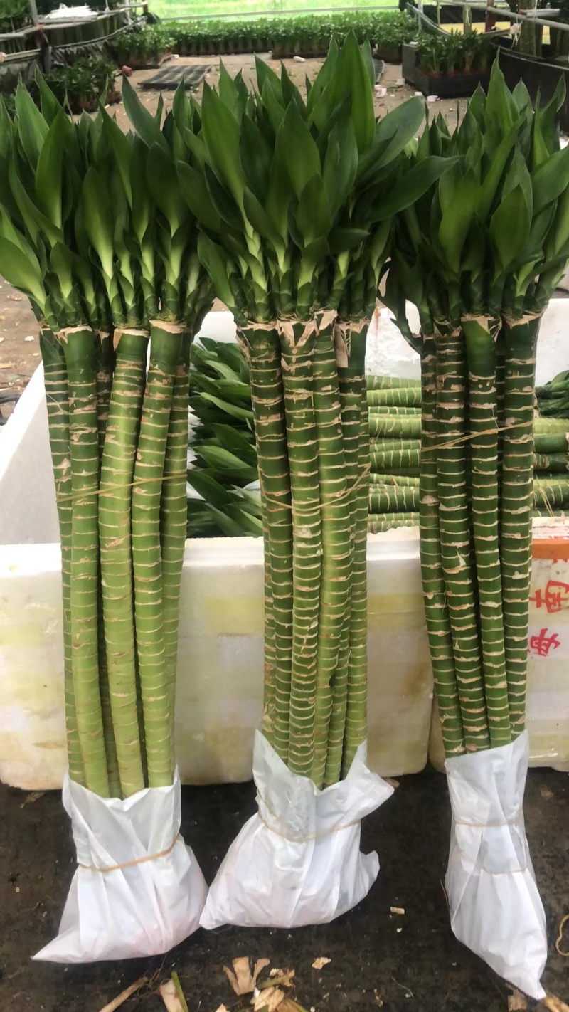 罗汉竹龙竹多头荷花竹五爪竹