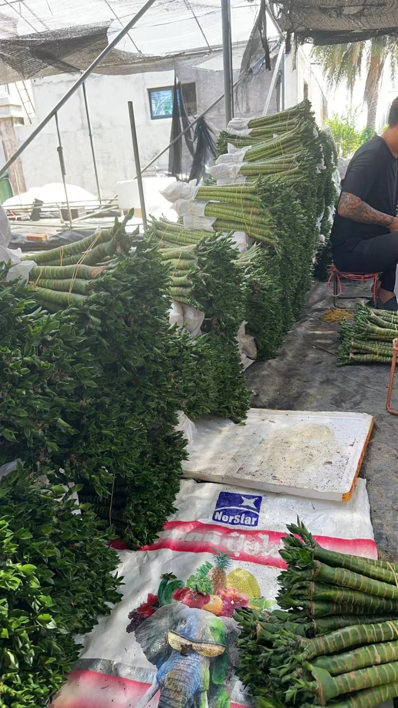 罗汉竹龙竹多头荷花竹五爪竹