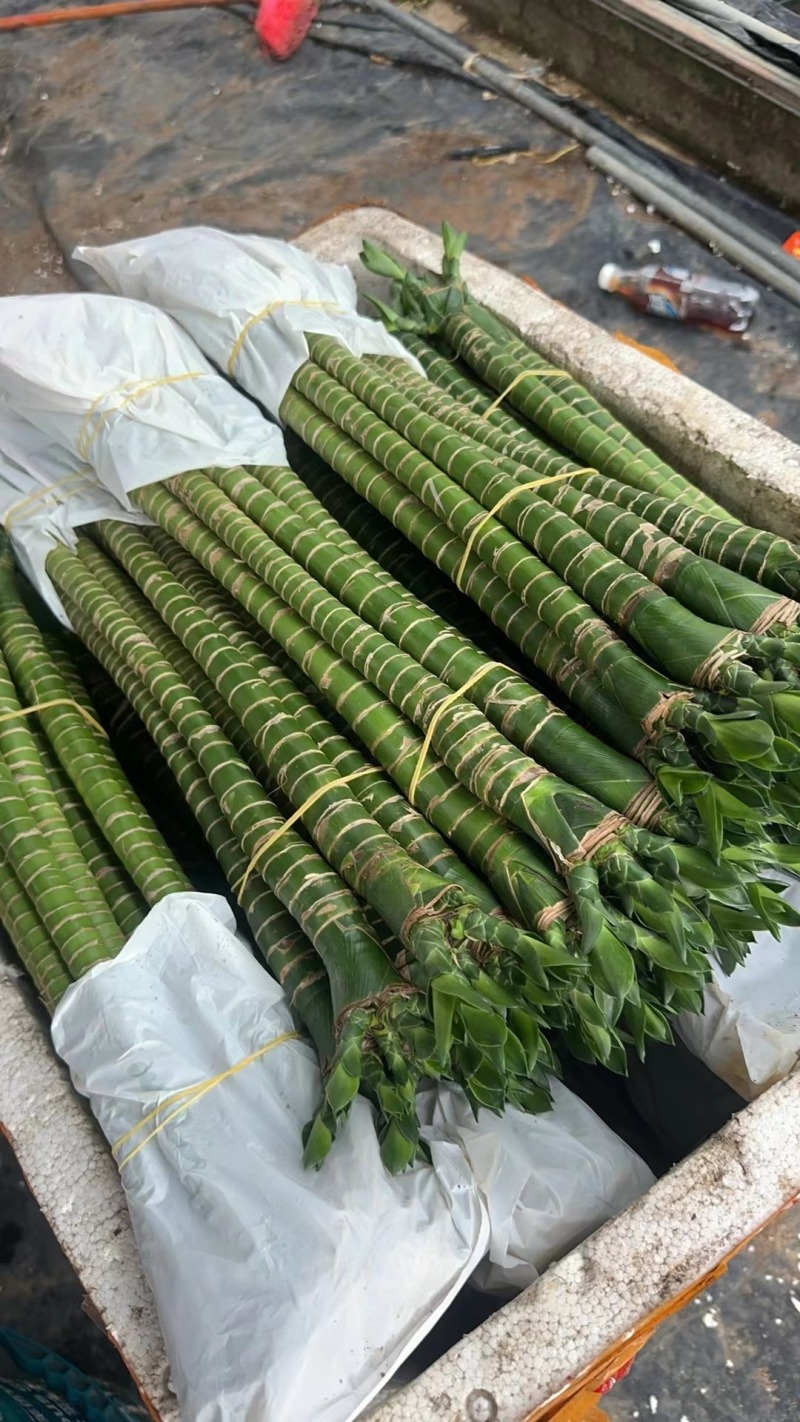罗汉竹龙竹多头荷花竹五爪竹