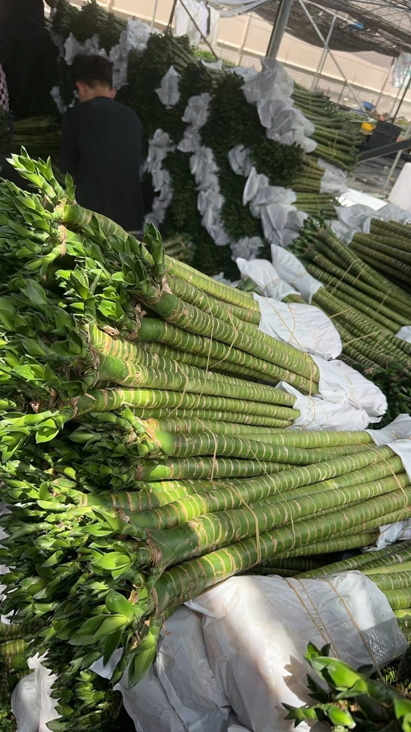 罗汉竹龙竹多头荷花竹五爪竹