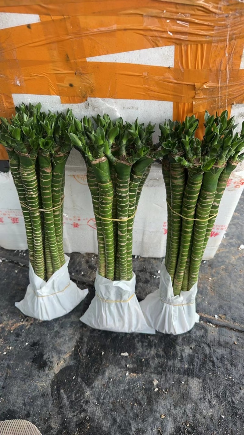 罗汉竹龙竹多头荷花竹五爪竹