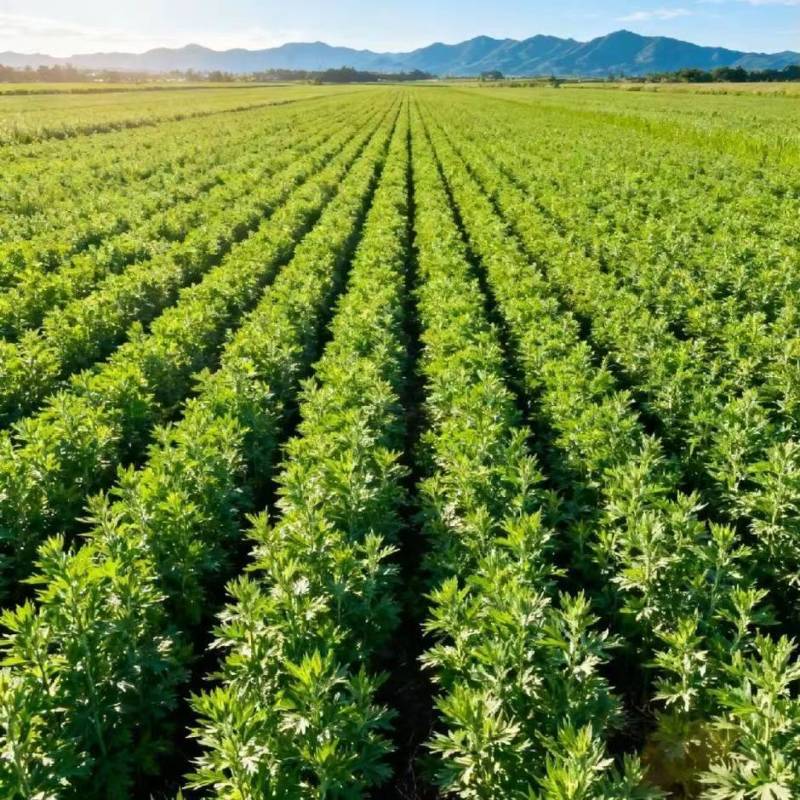 端午鲜艾草