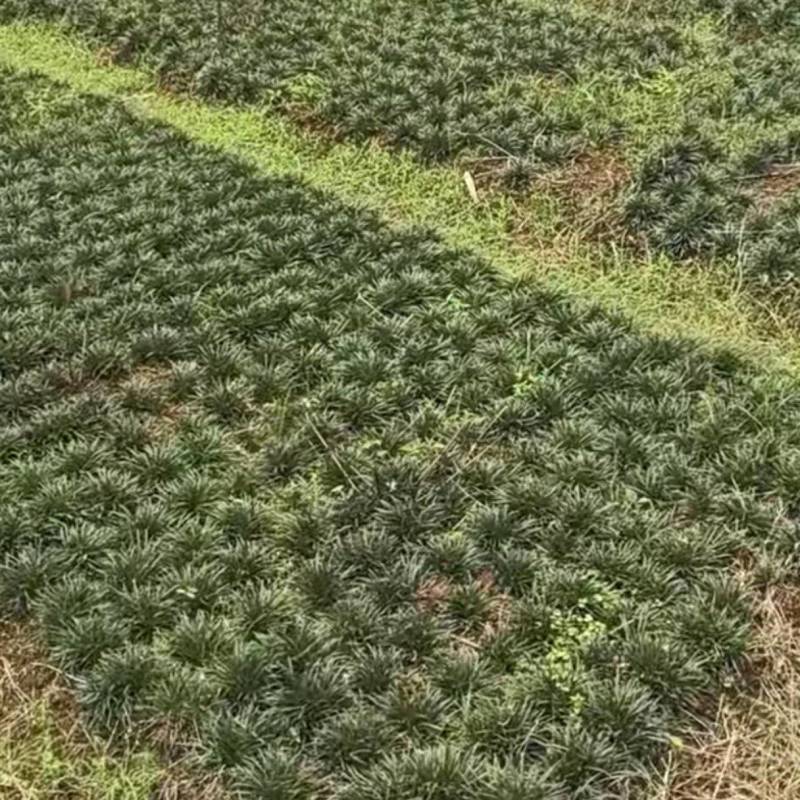 出售3年玉龙草