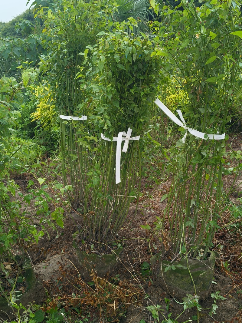 黄棣棠球高度1.2m、1.3m、1.4m，基地有量欢迎订