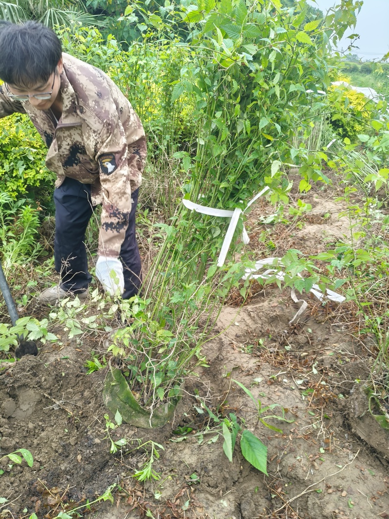 黄棣棠球高度1.2m、1.3m、1.4m，基地有量欢迎订