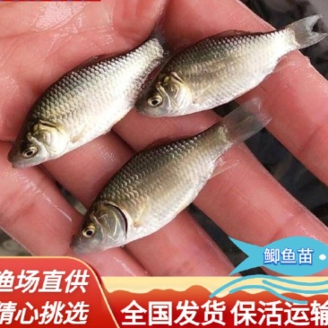 【热卖】鲫鱼苗大量供应成活率高抗病毒强质量保证欢迎咨询