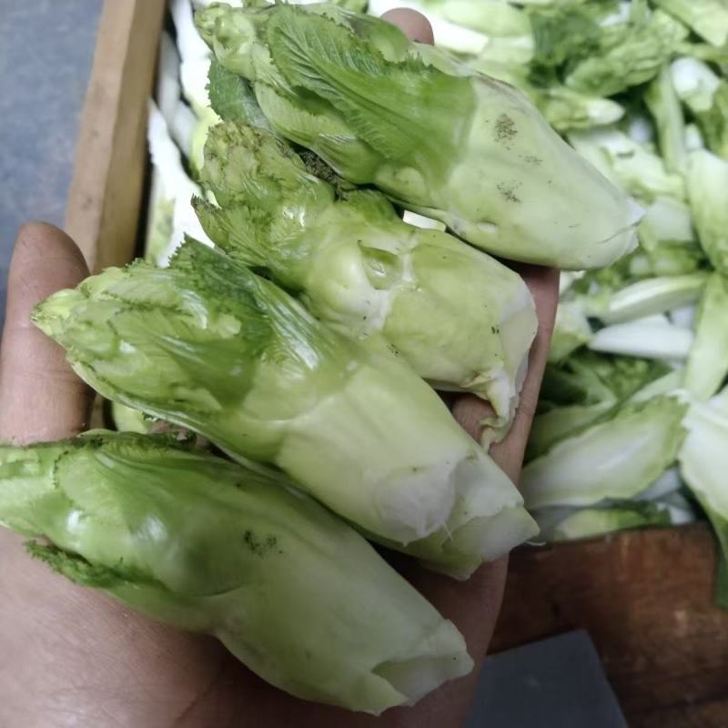 儿喜多多菜种子脆儿芽早熟大头菜秋冬娃娃青菜榨菜
