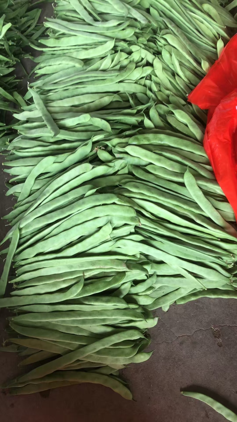 山西精品绿扁豆新鲜采摘供应商超档口量大从优欢迎来电洽谈