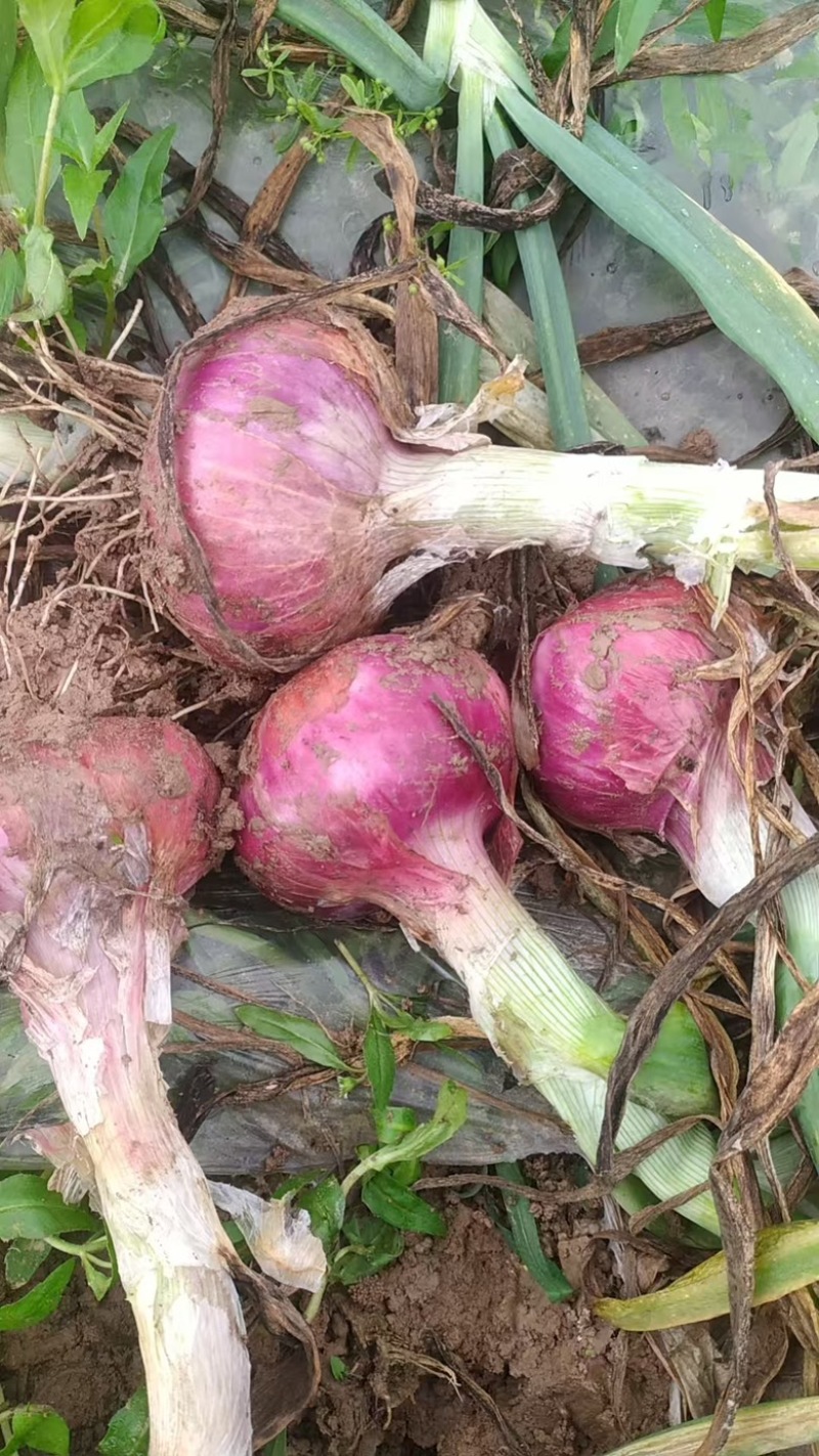 红皮洋葱河南产地直销万亩种植基地量大价优全国发货