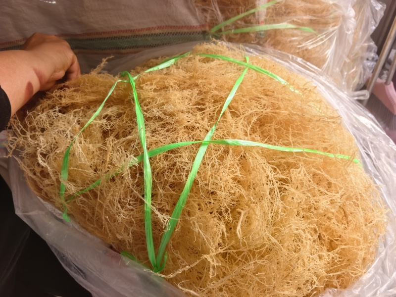 龙须菜龙须菜干货石花菜