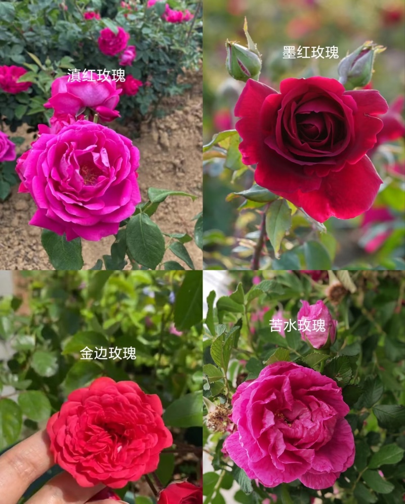 云南食用玫瑰花苗大花玫瑰苗金边墨红滇红大马士革苗鲜花