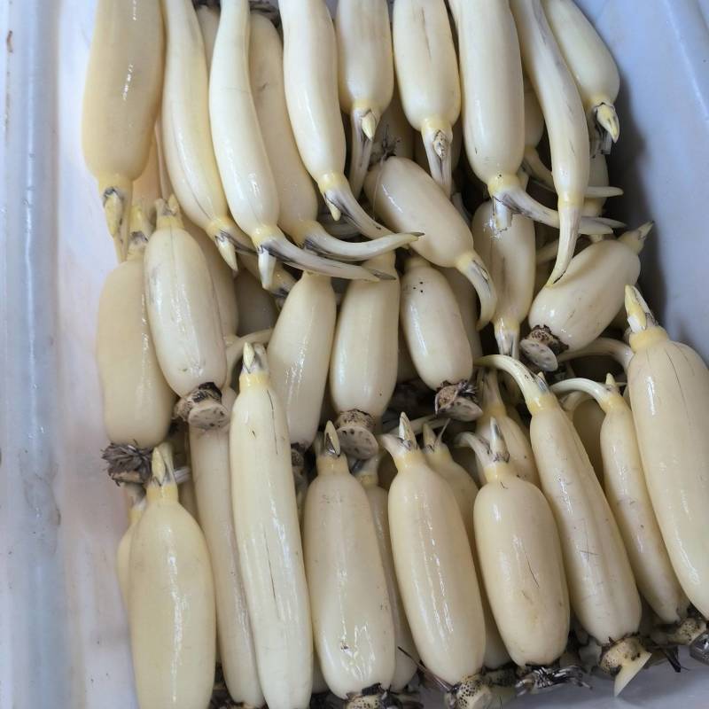 鲜藕，水果藕，老藕面藕