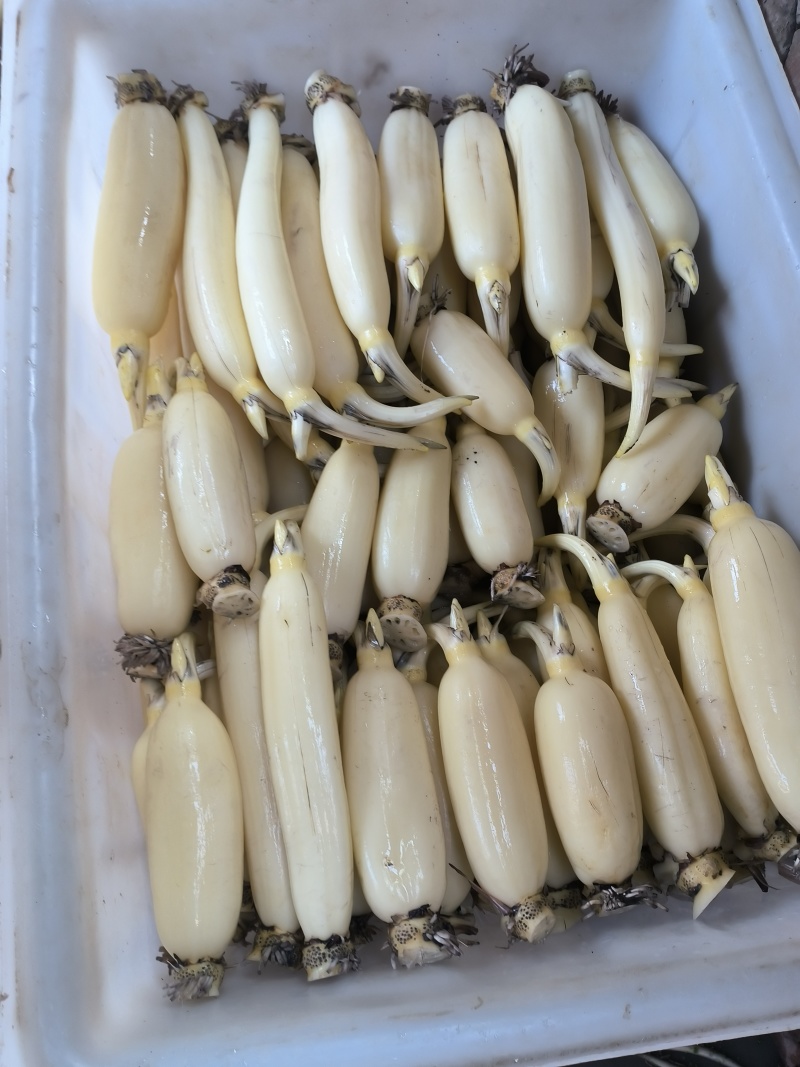 鲜藕，水果藕，老藕面藕