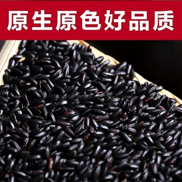 东北黑米新鲜五谷杂粮黑香米糙米黑糯米粥孕妇代餐非真空批发