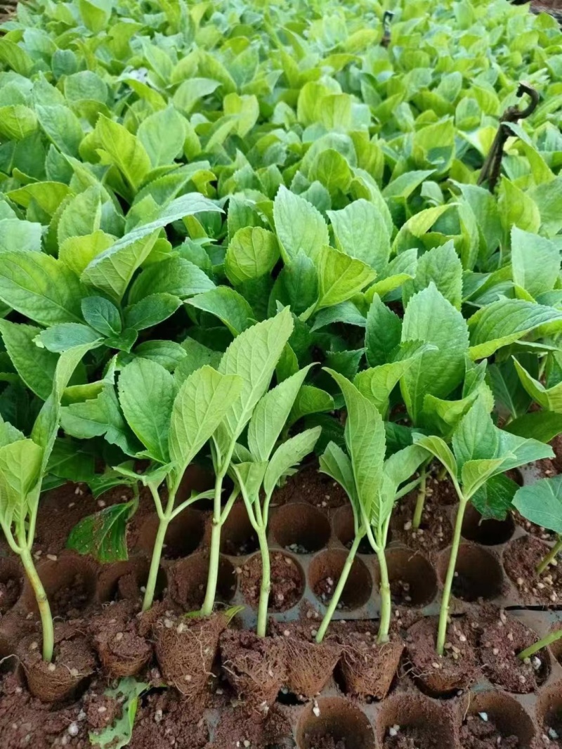 八仙花种苗重瓣绣球苗绿化工程苗盆栽苗批发大海蓝无尽夏苗
