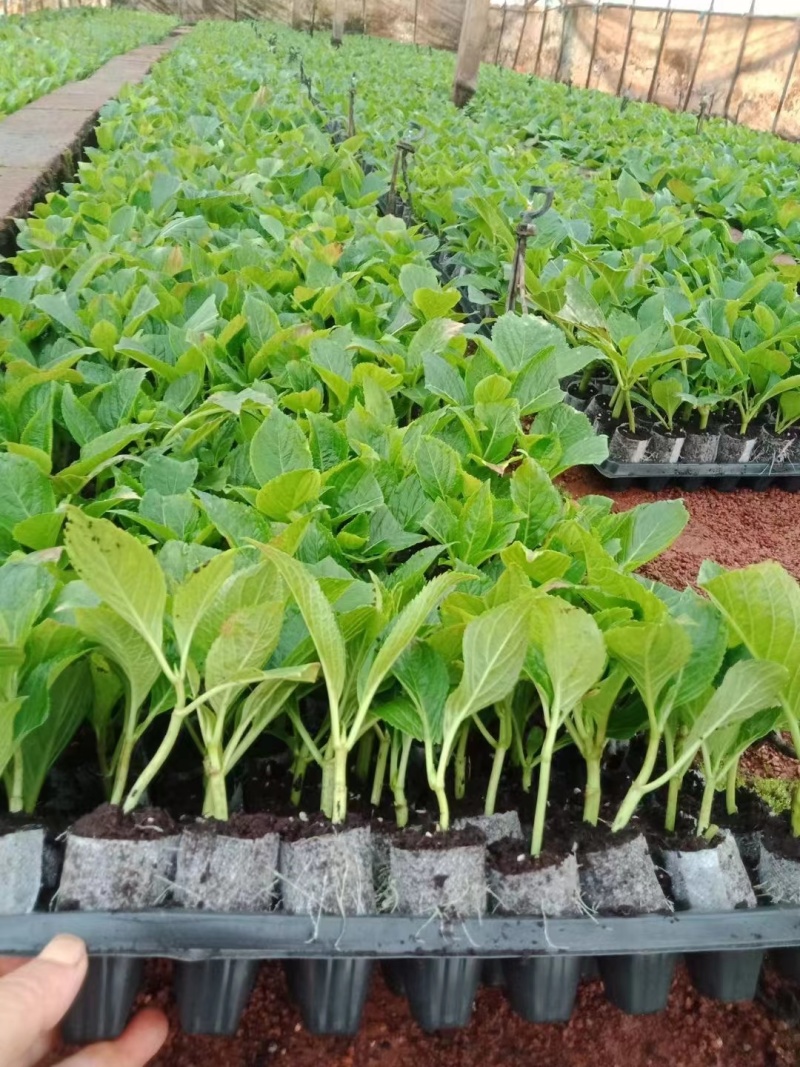 八仙花种苗重瓣绣球苗绿化工程苗盆栽苗批发大海蓝无尽夏苗
