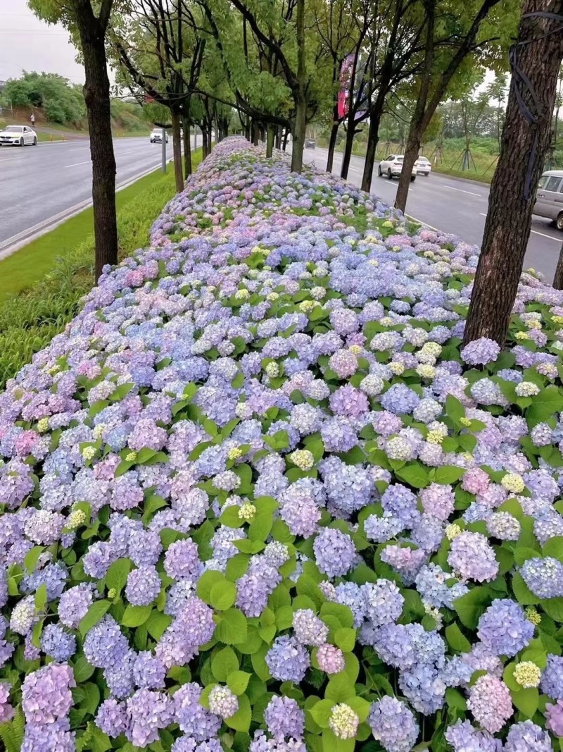 八仙花种苗重瓣绣球苗绿化工程苗盆栽苗批发大海蓝无尽夏苗