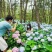 八仙花种苗重瓣绣球苗绿化工程苗盆栽苗批发大海蓝无尽夏苗