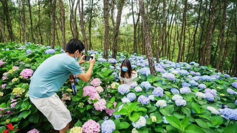 八仙花种苗重瓣绣球苗绿化工程苗盆栽苗批发大海蓝无尽夏苗