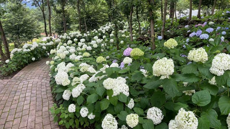 八仙花种苗重瓣绣球苗绿化工程苗盆栽苗批发大海蓝无尽夏苗