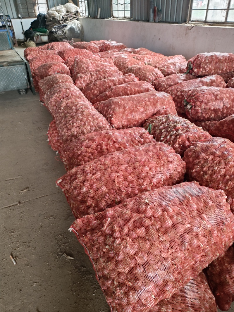 盐城大丰大蒜头大量上市，欢迎前来采购