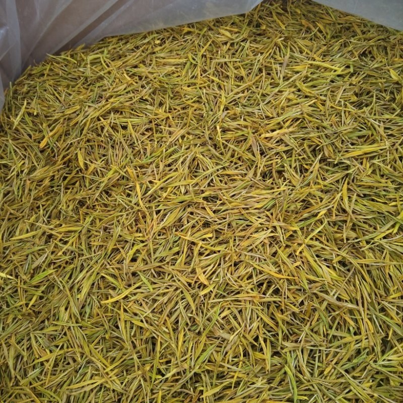 黄金芽