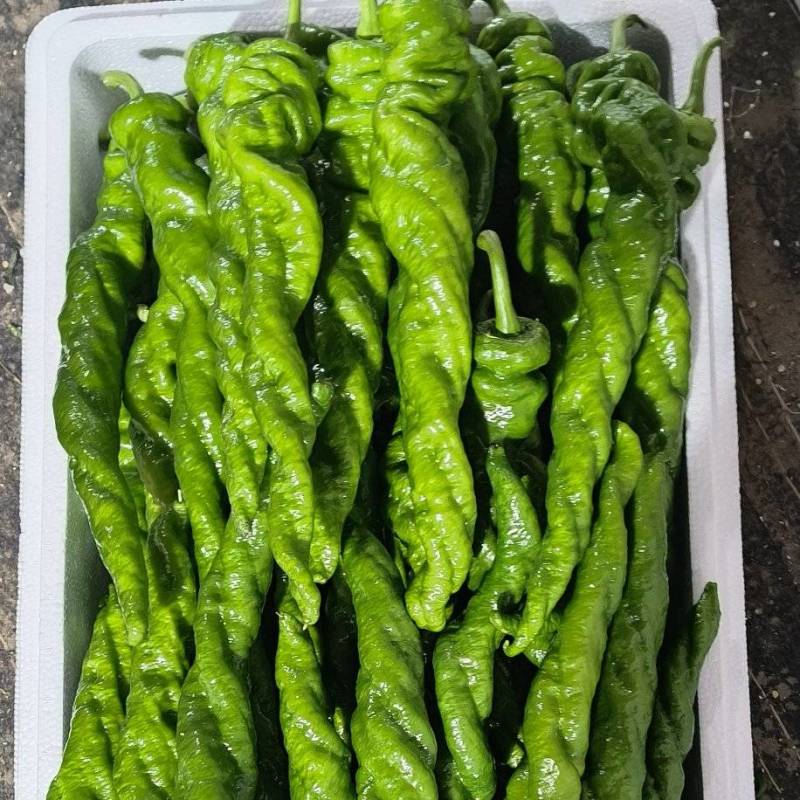 大果型璇龙椒，螺丝椒，半璇椒，中度辣，顺直型，皮薄，青绿