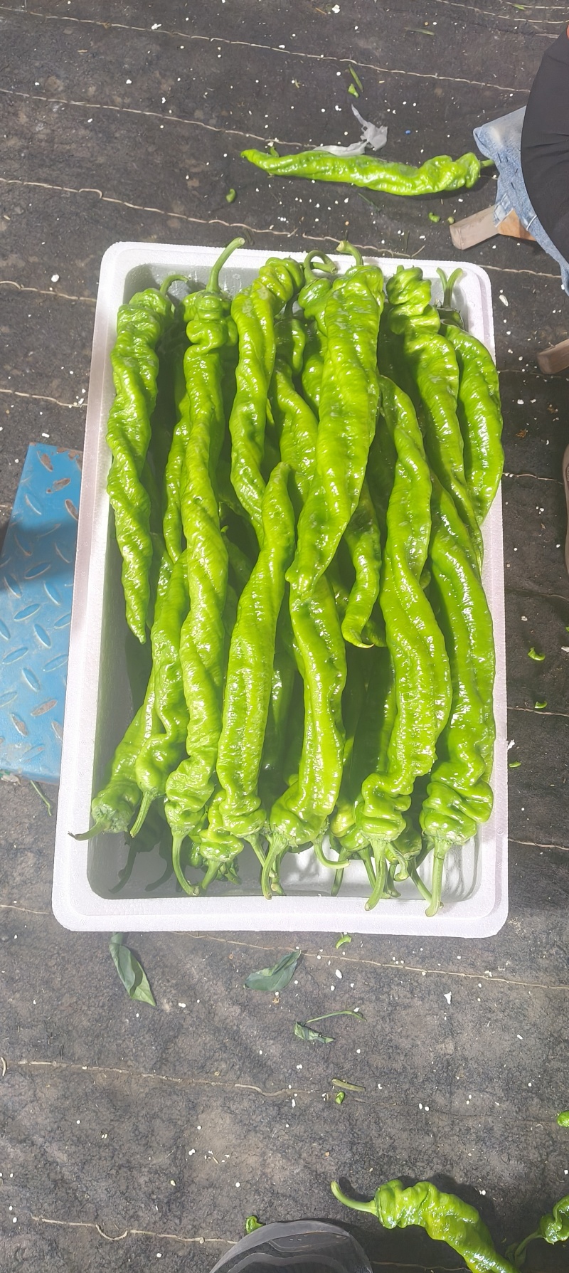 大果型璇龙椒，螺丝椒，半璇椒，中度辣，顺直型，皮薄，青绿
