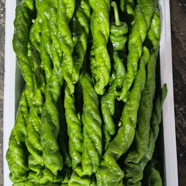 大果型璇龙椒，螺丝椒，半璇椒，中度辣，顺直型，皮薄，青绿