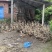 江西麻鸭基地直发全年供应量大价优可视频看货