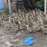 江西麻鸭基地直发全年供应量大价优可视频看货