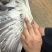 江西麻鸭基地直发全年供应量大价优可视频看货