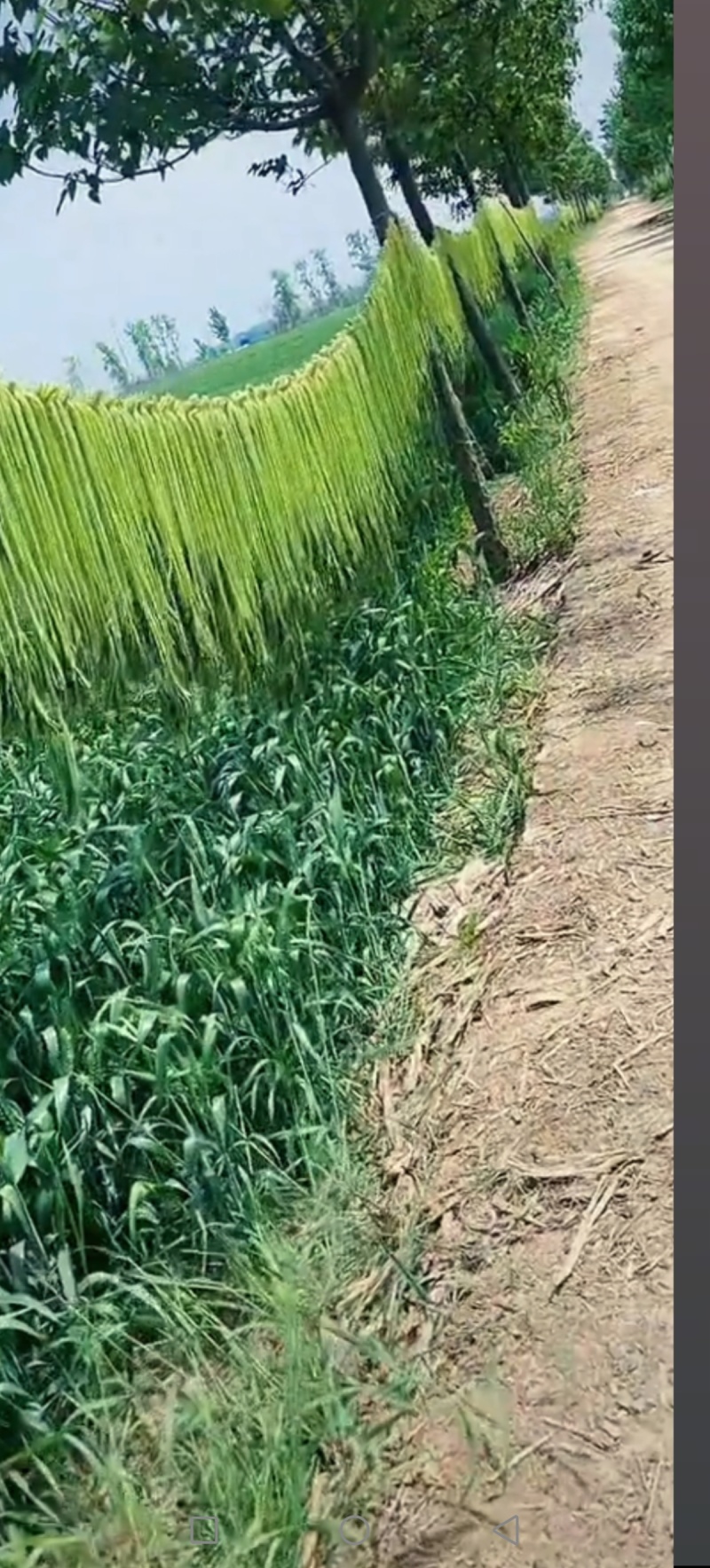 涡阳特产苔干贡菜，一手货源，产地直发，自然凉晒，量大优惠